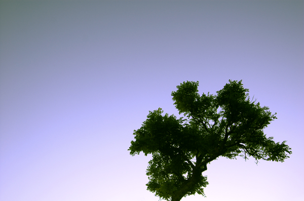 A tree among the buildings